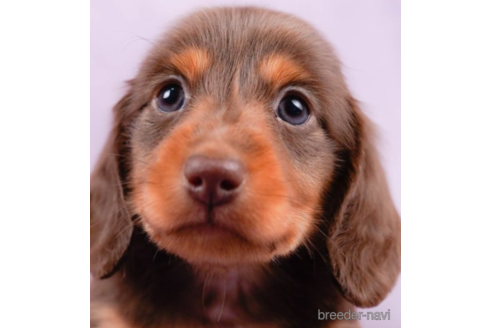 成約済の東京都のミニチュアダックスフンド(ロングヘアード)-226751の1枚目